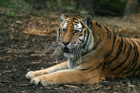 tiger