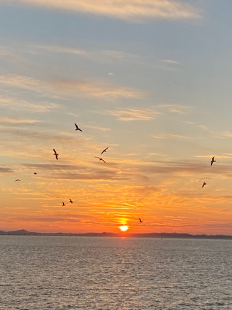 Seagulls flying over the sea at sunset. nature backgroundの写真素材