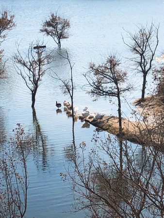 Ducks swimming in the lake with trees and bushes in the backgroundの写真素材