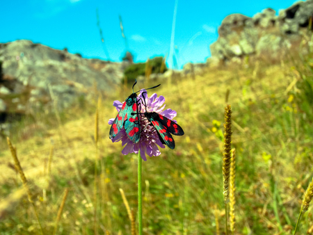 Butterflies on flowerの写真素材