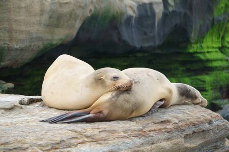Sleeping Sea Lionsの写真素材