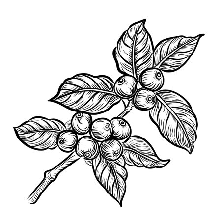 Coffee branch with berries and leaves. Hand drawn vector illustration.のイラスト素材