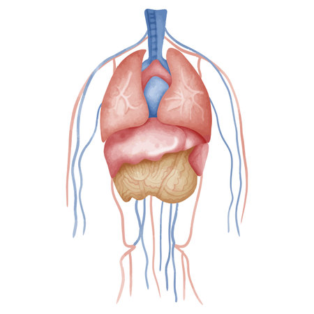 Illustration of the internal organs of the human body. Human anatomy.のイラスト素材
