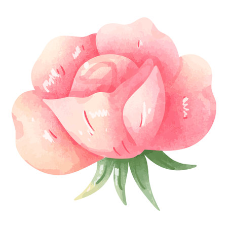 Hand drawn watercolor pink rose. Vector illustration isolated on white background.のイラスト素材
