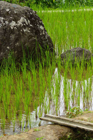 Rice paddiesの写真素材