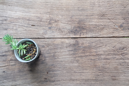 cactus in a pot on wooden plankの写真素材