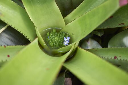 bromelia close up with blue flowerの写真素材