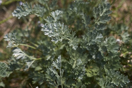 Artemisia absinthium

の写真素材