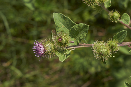 Arctium lappa

の写真素材