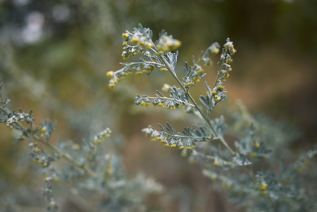 Artemisia absinthium inflorescence

の写真素材