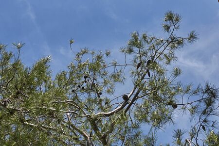 Pine tree branch