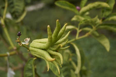 Citrus medica, fruit and flowers
の写真素材