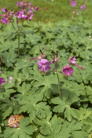  rock crane's-bill plants&#xD;の写真素材