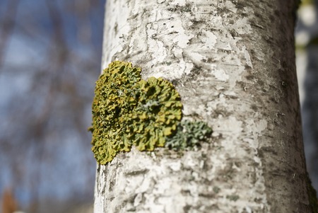 lichens on a birch bark