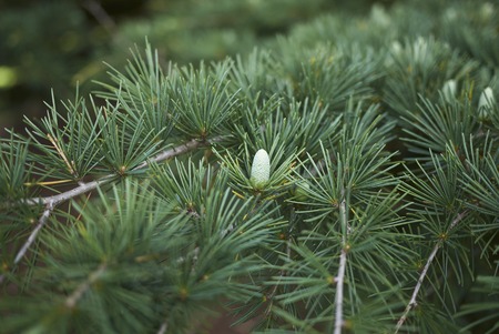 Cedrus deodara branches