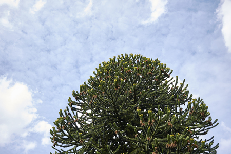 monkey puzzle treeの写真素材