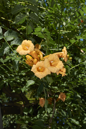 Campsis radicans blooming