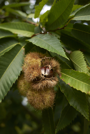 Castanea sativa tree
の写真素材