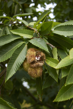 Castanea sativa tree
の写真素材