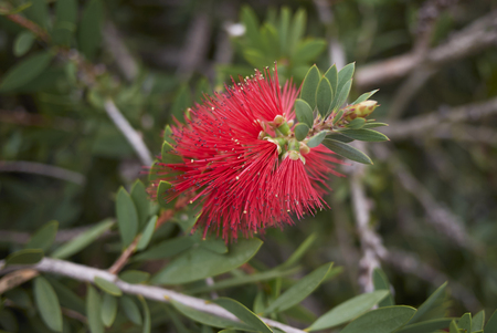 Malaleuca citrina shrub



 の写真素材