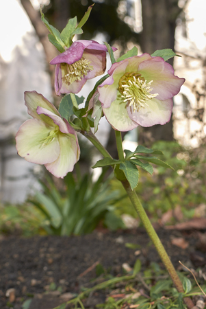 Helleborus orientalis inflorescence
の写真素材