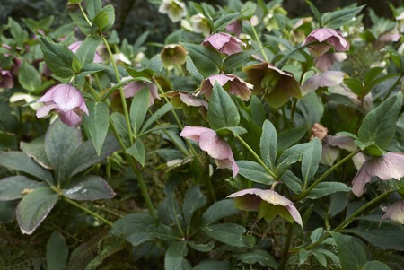 Helleborus orientalis inflorescence
の写真素材