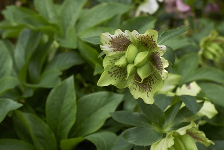 Helleborus orientalis inflorescence
の写真素材