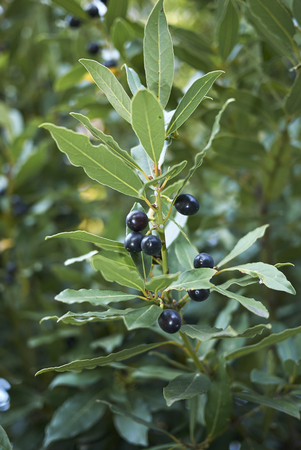 Laurus nobilis  branch
の写真素材