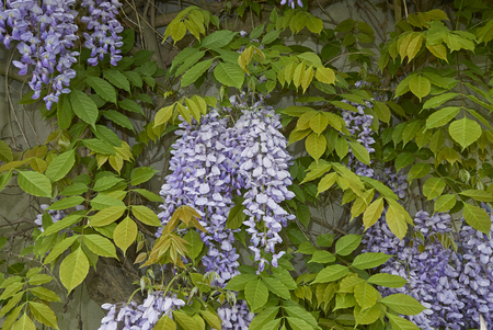 Wisteria sinensis blossomの写真素材