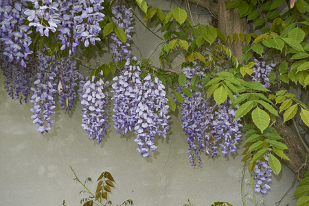 Wisteria sinensis blossom

の写真素材