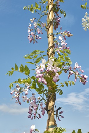 Wisteria sinensis blossom

の写真素材