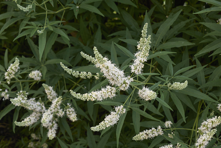 Vitex agnus-castus   shrub
