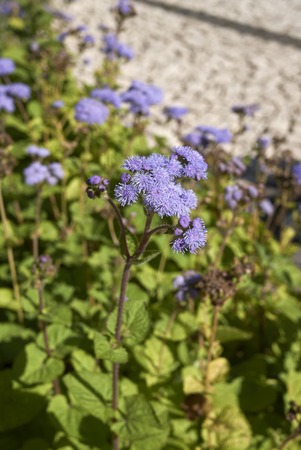 Conoclinium coelestinum blossom
