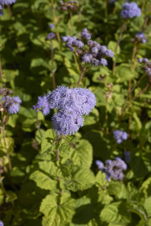 Conoclinium coelestinum blossom
