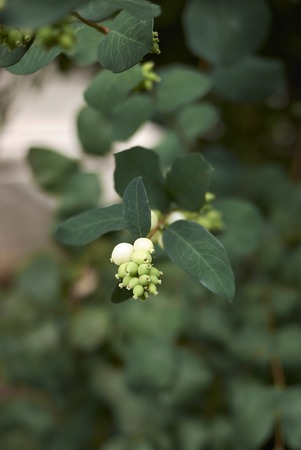 Symphoricarpos albus shrubの写真素材