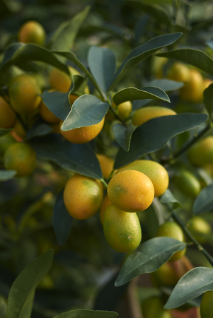 Kumquats branches
の写真素材