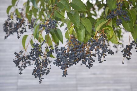Ligustrum lucidum berries
の写真素材