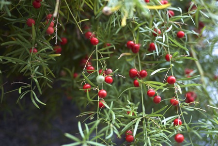 Asparagus densiflorus  branch with red fruitsの写真素材