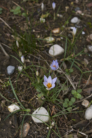 Crocus biflorus winter blossom
の写真素材