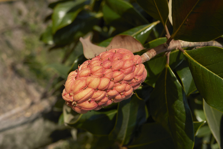Magnolia grandiflora fruits

の写真素材