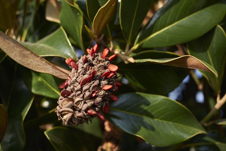 Magnolia grandiflora fruits
