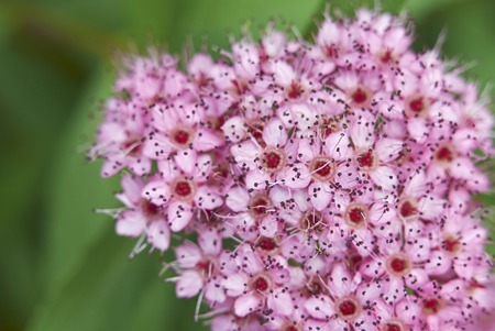 Spiraea japonica shrub