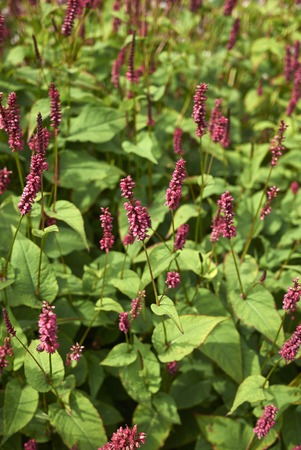  Persicaria fat dominoの写真素材