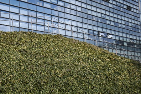 Liriope muscari plants
の写真素材