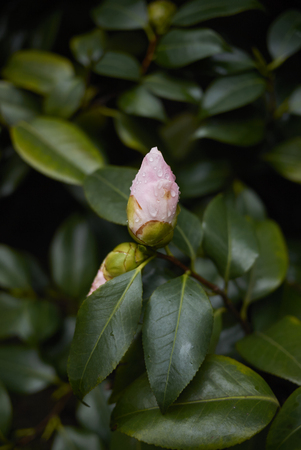 Camellia japonica with pink flowers&#xD;の写真素材