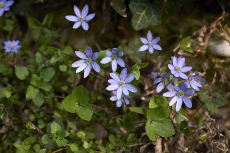 Hepatica nobilis inflorescenceの写真素材