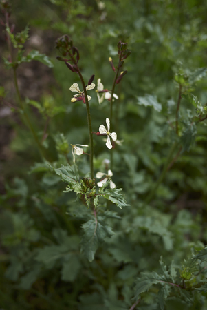Eruca vesicaria plant