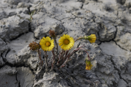 
Tussilago farfara flowers
の写真素材