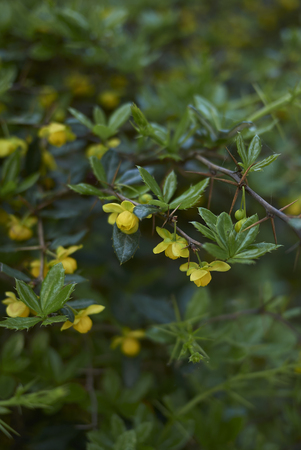 Berberis candidula shrubの写真素材