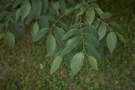 Celtis australis branches